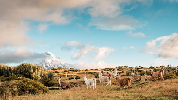 8 reasons to opt for Pure Alpaca Textiles. The jewel of the Peruvian Andes.
